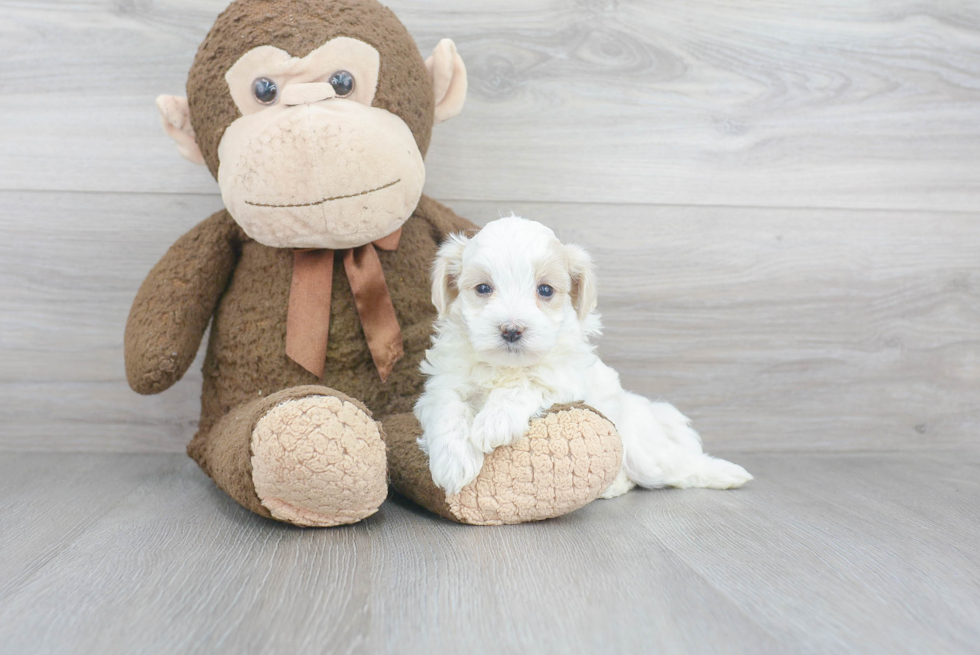 Maltipoo Pup Being Cute