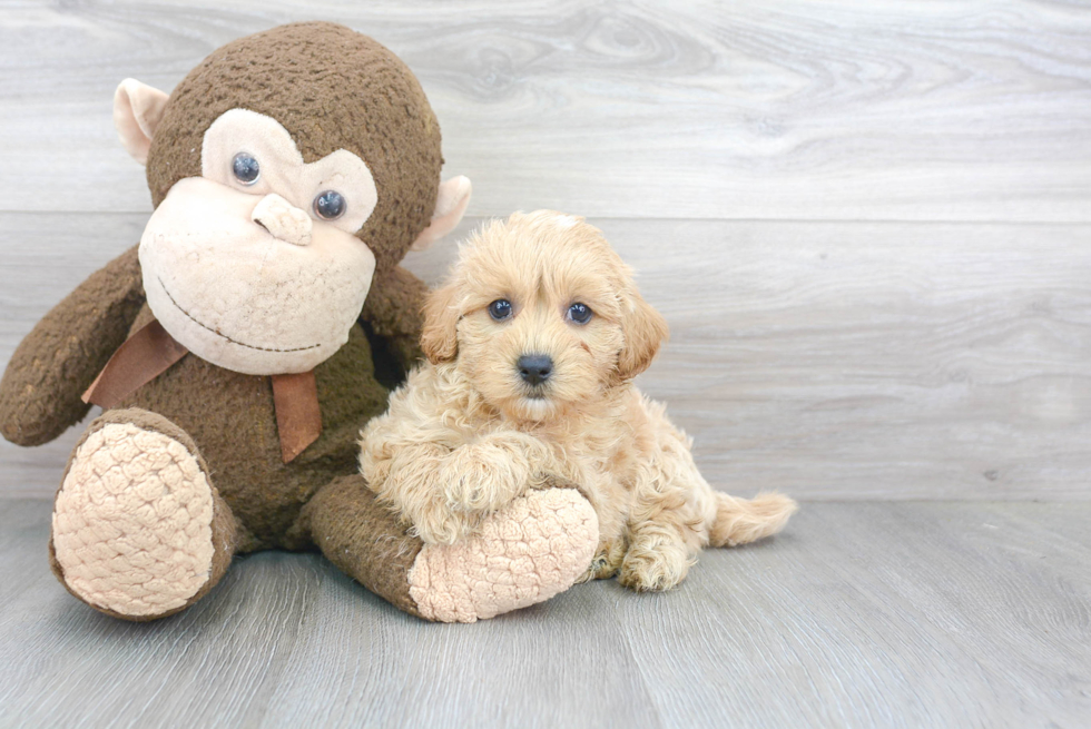 Happy Maltipoo Baby