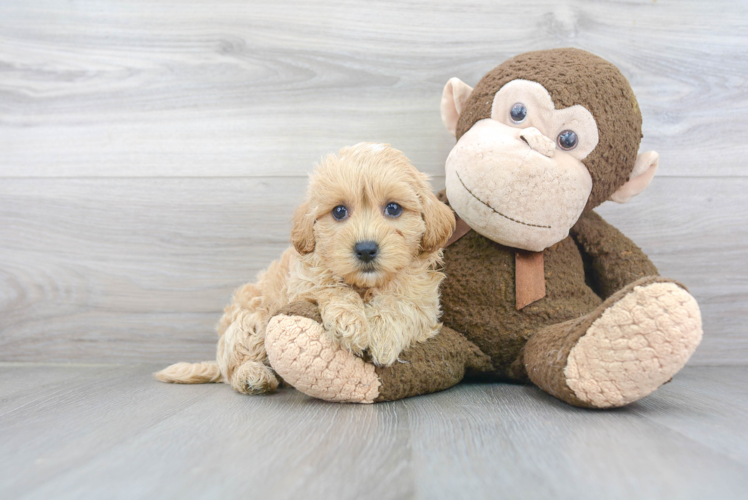 Cute Maltipoo Baby