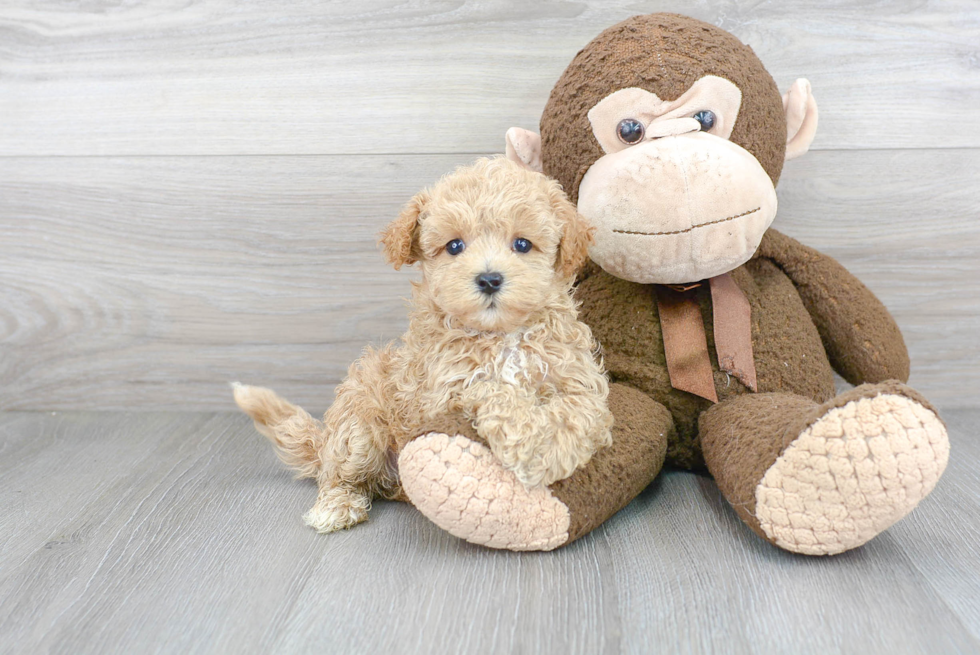 Little Maltepoo Poodle Mix Puppy