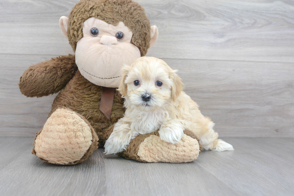 Playful Maltese Poodle Poodle Mix Puppy