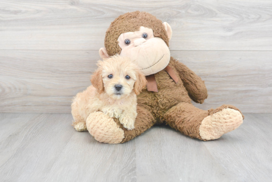 Maltipoo Pup Being Cute