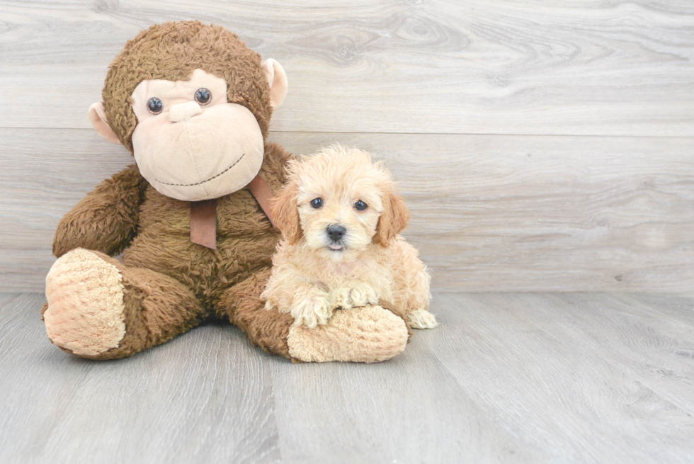 Maltipoo Puppy for Adoption