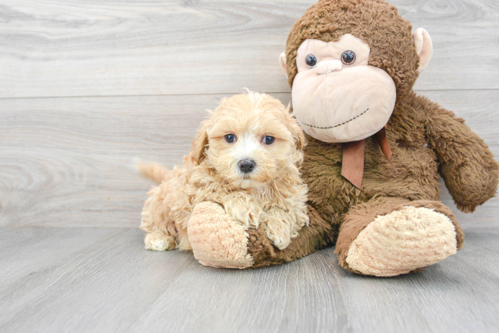 Maltipoo Puppy for Adoption