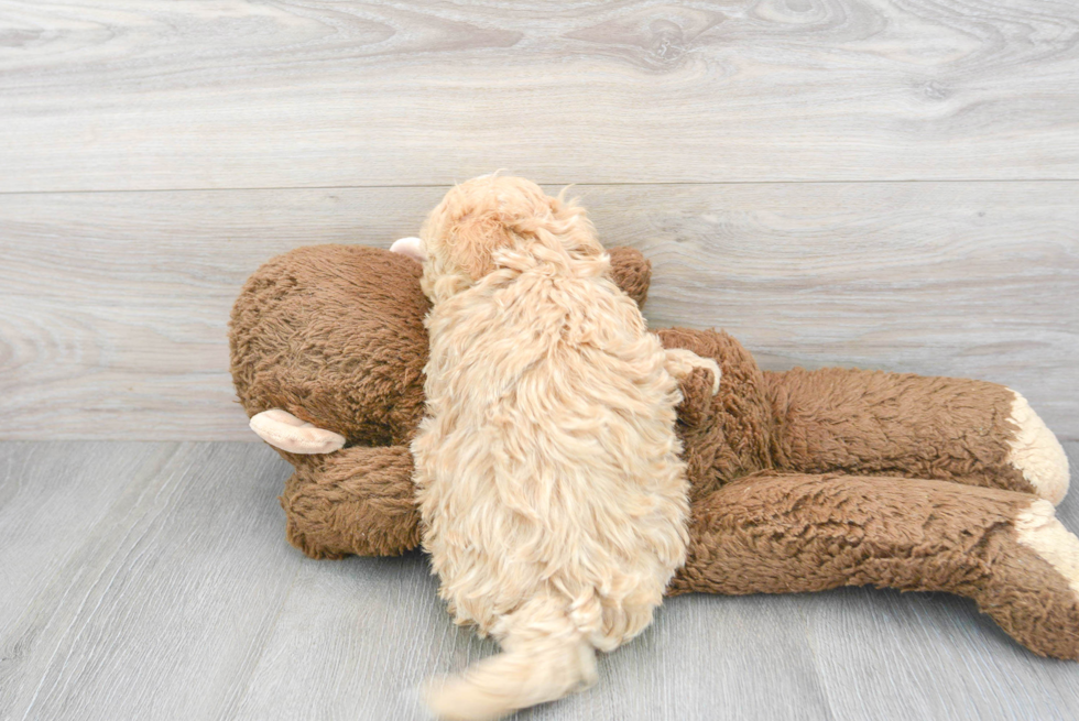 Best Maltipoo Baby