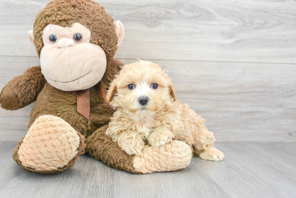 Smart Maltipoo Poodle Mix Pup
