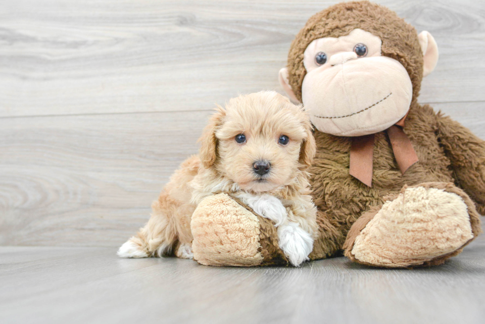 Little Maltepoo Poodle Mix Puppy