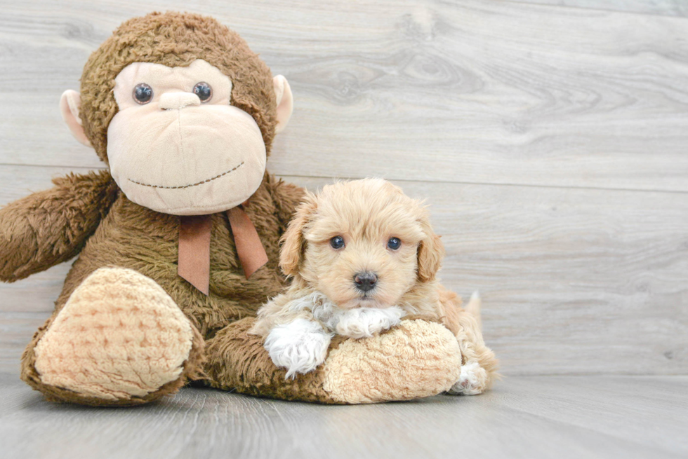 Cute Maltipoo Baby