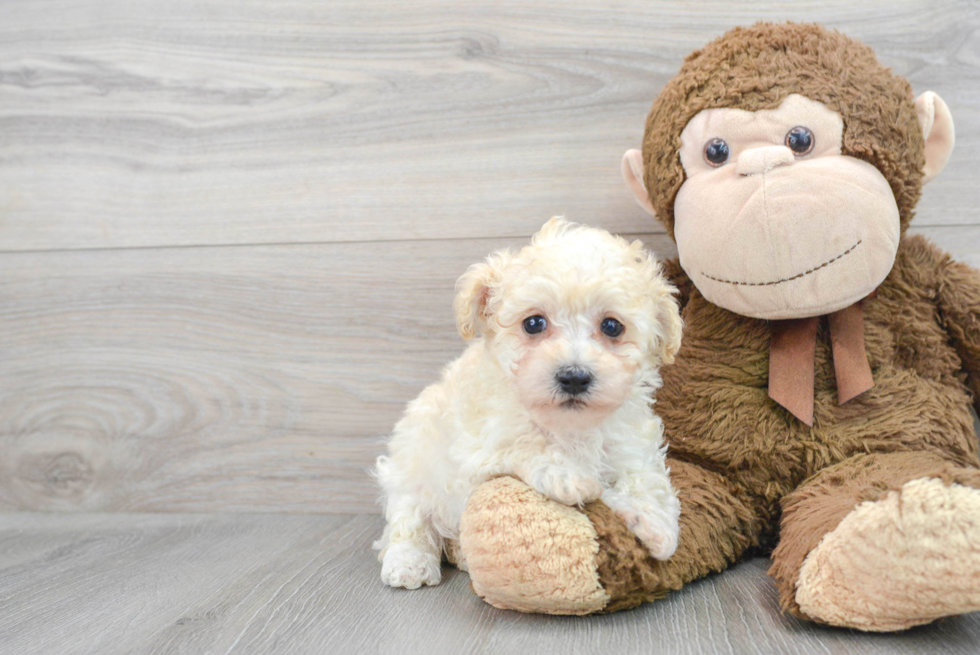 Friendly Maltipoo Baby