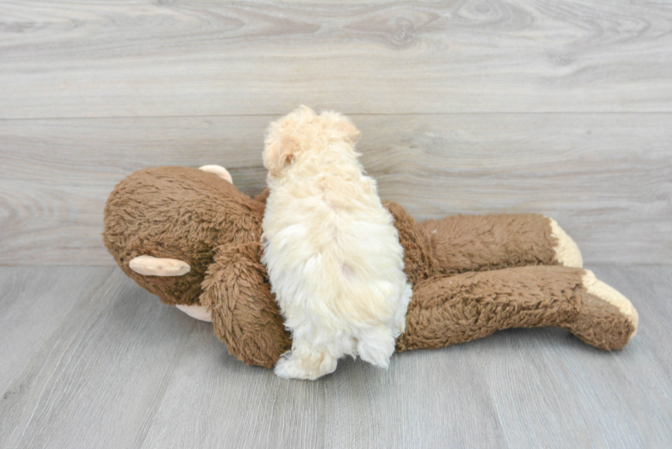 Friendly Maltipoo Baby