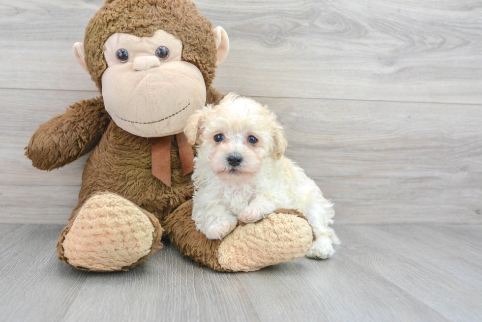 Maltipoo Pup Being Cute
