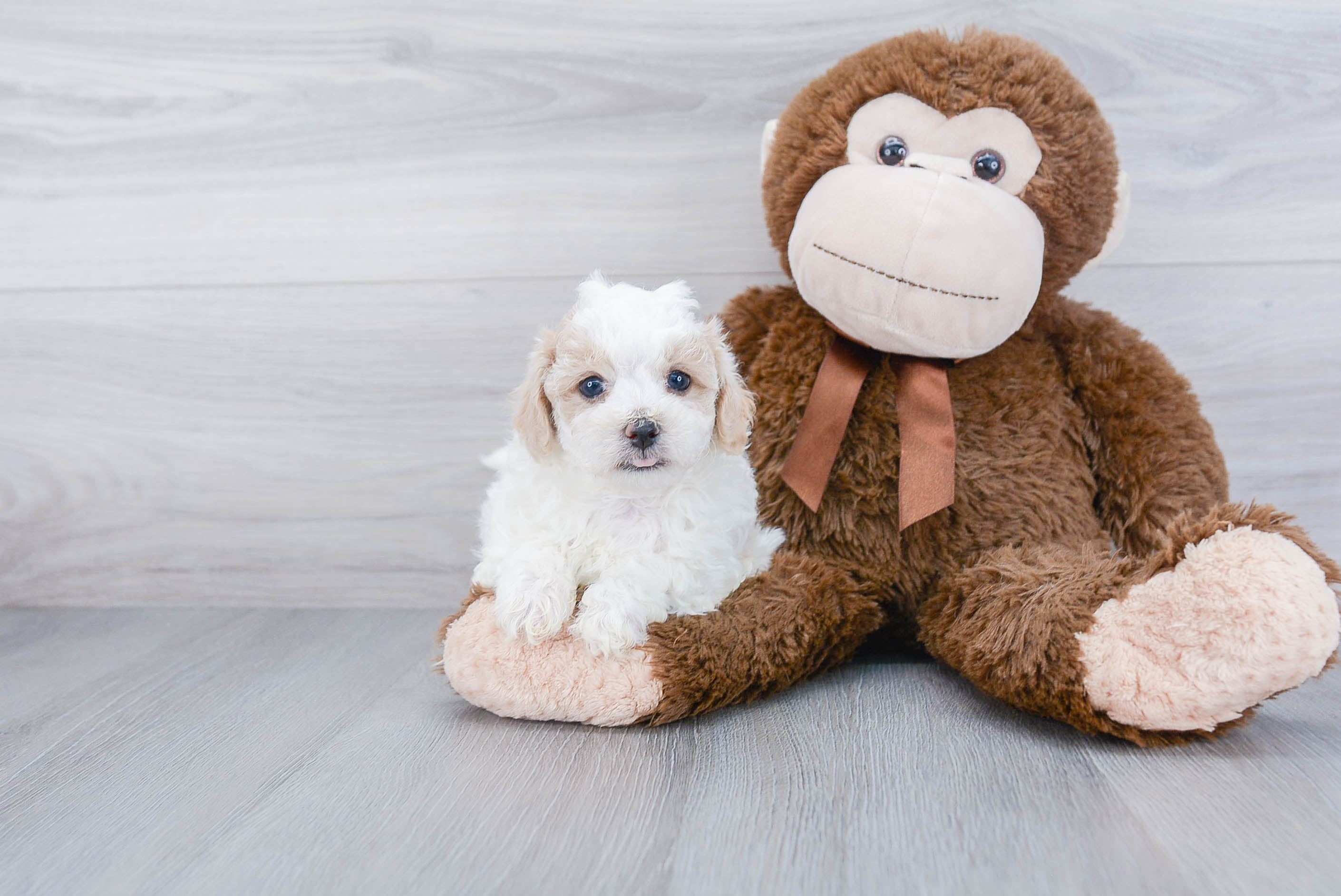 Maltipoo Puppy for Adoption