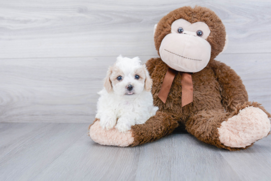 Maltipoo Puppy for Adoption