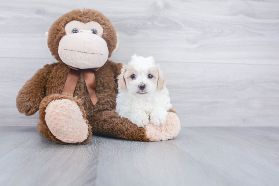 Maltipoo Pup Being Cute