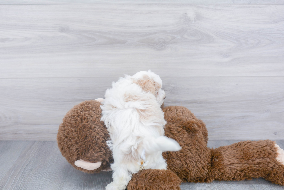 Energetic Maltese Poodle Poodle Mix Puppy