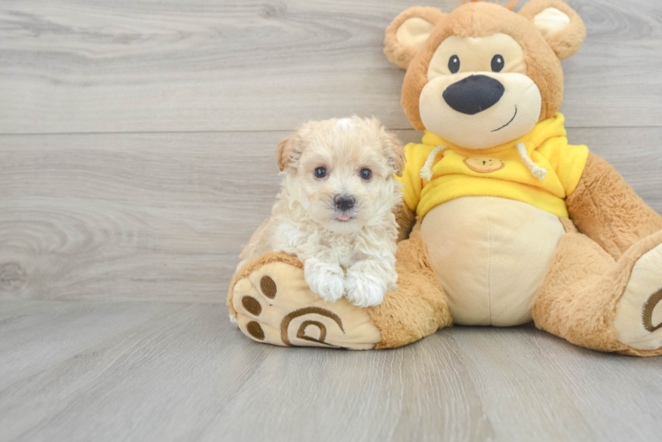 Playful Maltepoo Poodle Mix Puppy