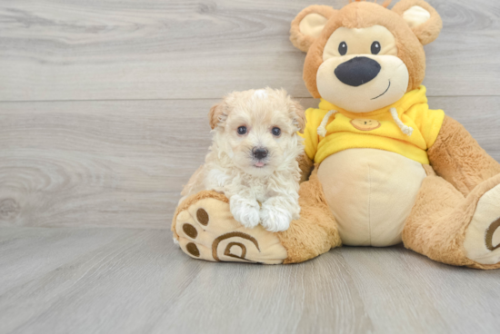 Playful Maltepoo Poodle Mix Puppy