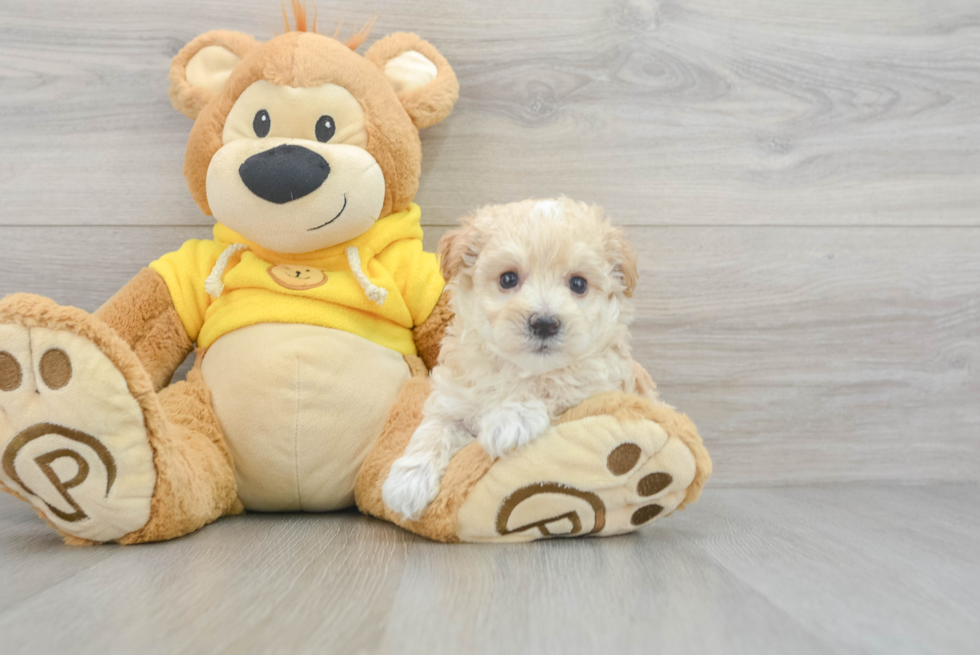 Maltipoo Pup Being Cute