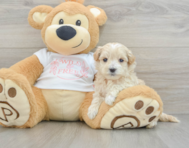 7 week old Maltipoo Puppy For Sale - Premier Pups