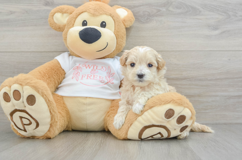 5 week old Maltipoo Puppy For Sale - Premier Pups