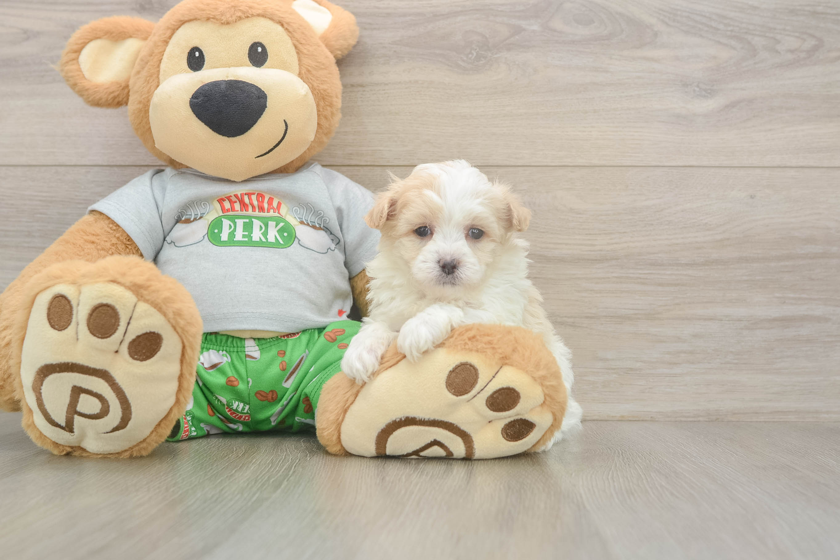 Small Maltipoo Baby