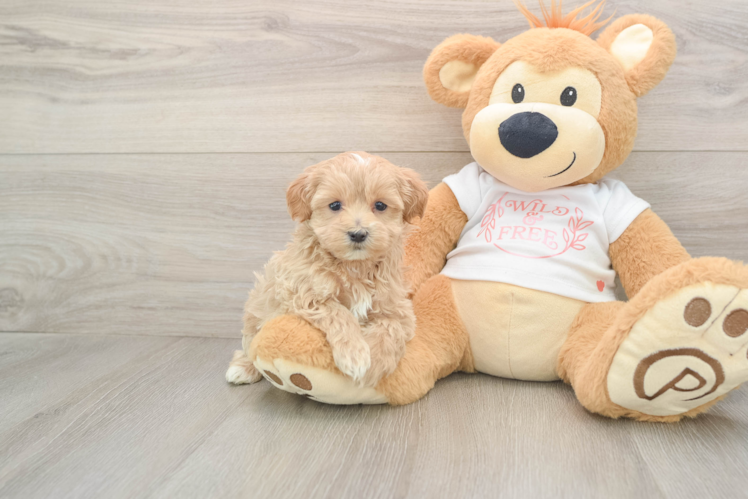 Fluffy Maltipoo Poodle Mix Pup