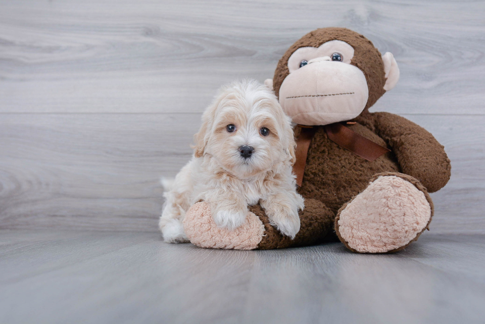 Smart Maltipoo Poodle Mix Pup