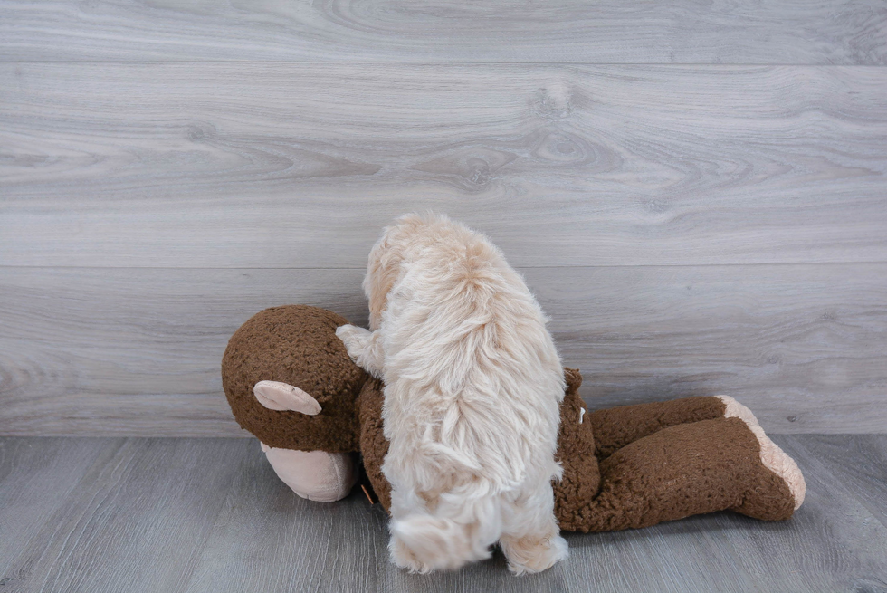 Fluffy Maltipoo Poodle Mix Pup