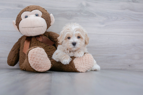 Best Maltipoo Baby