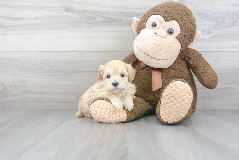 Funny Maltipoo Poodle Mix Pup