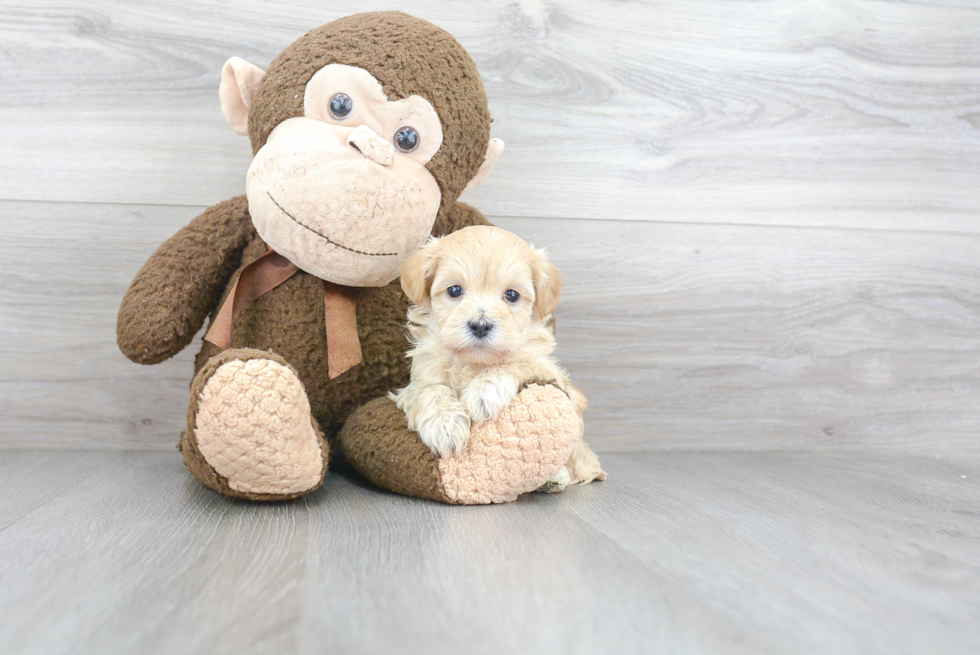 Maltipoo Puppy for Adoption