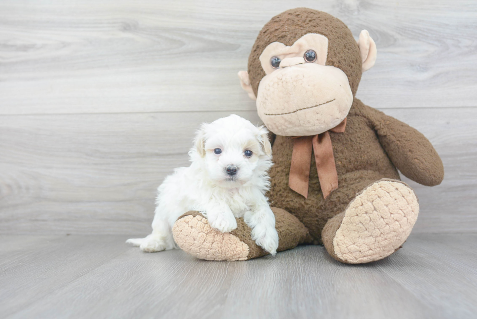 Maltipoo Puppy for Adoption