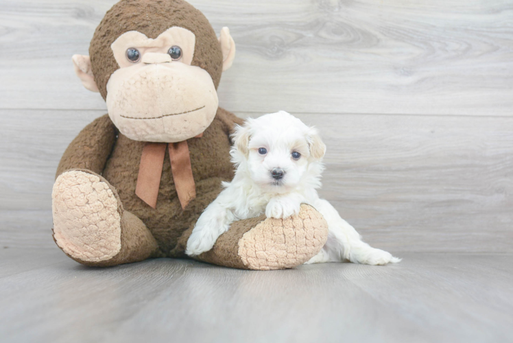 Energetic Maltepoo Poodle Mix Puppy