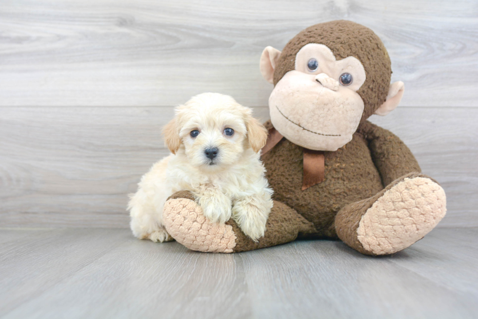 Maltipoo Puppy for Adoption