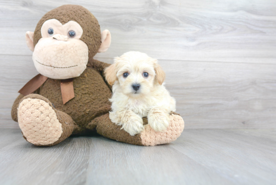 Happy Maltipoo Baby