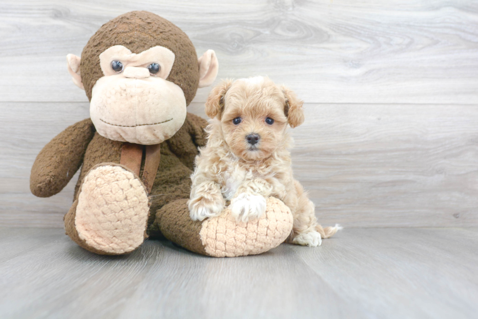 Maltipoo Pup Being Cute