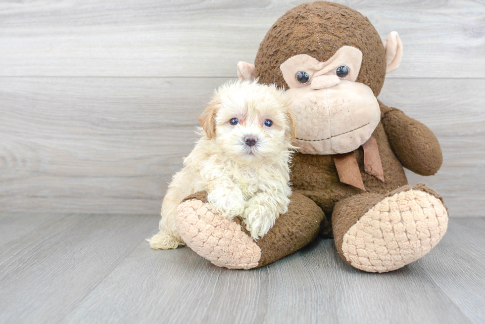 Maltipoo Pup Being Cute