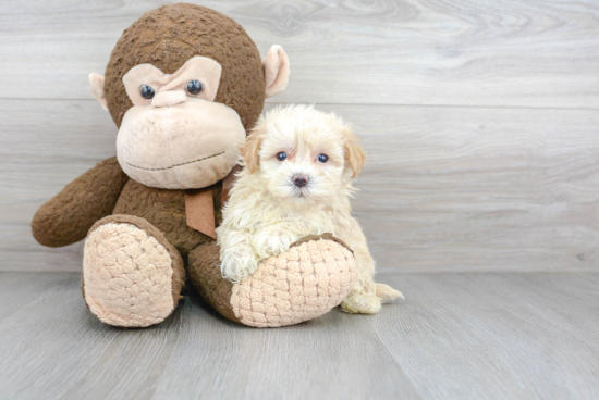 Playful Maltese Poodle Poodle Mix Puppy