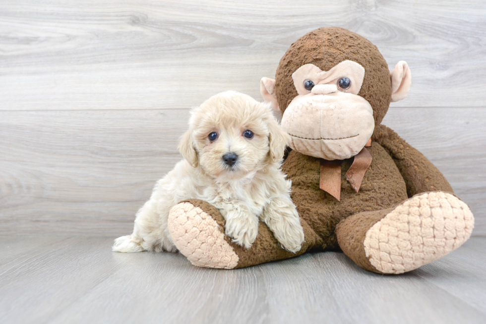 Fluffy Maltipoo Poodle Mix Pup