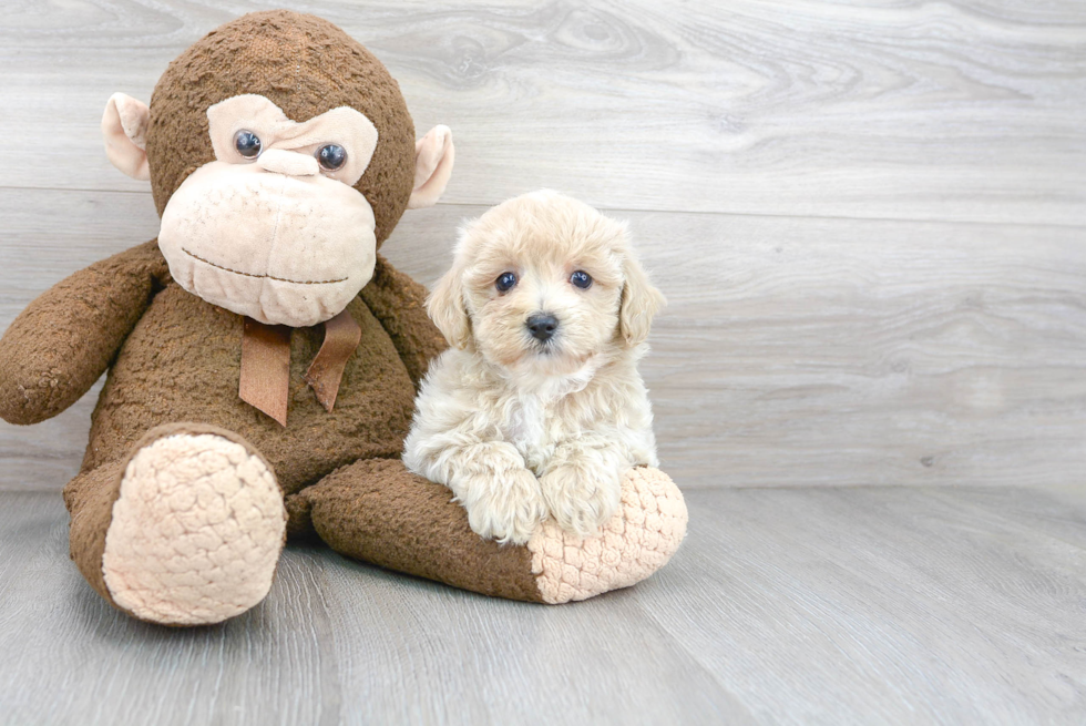 Smart Maltipoo Poodle Mix Pup