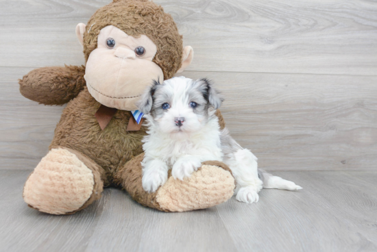 Maltipoo Puppy for Adoption