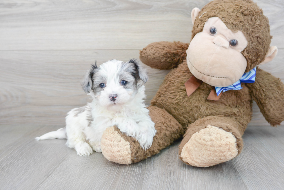 Petite Maltipoo Poodle Mix Pup