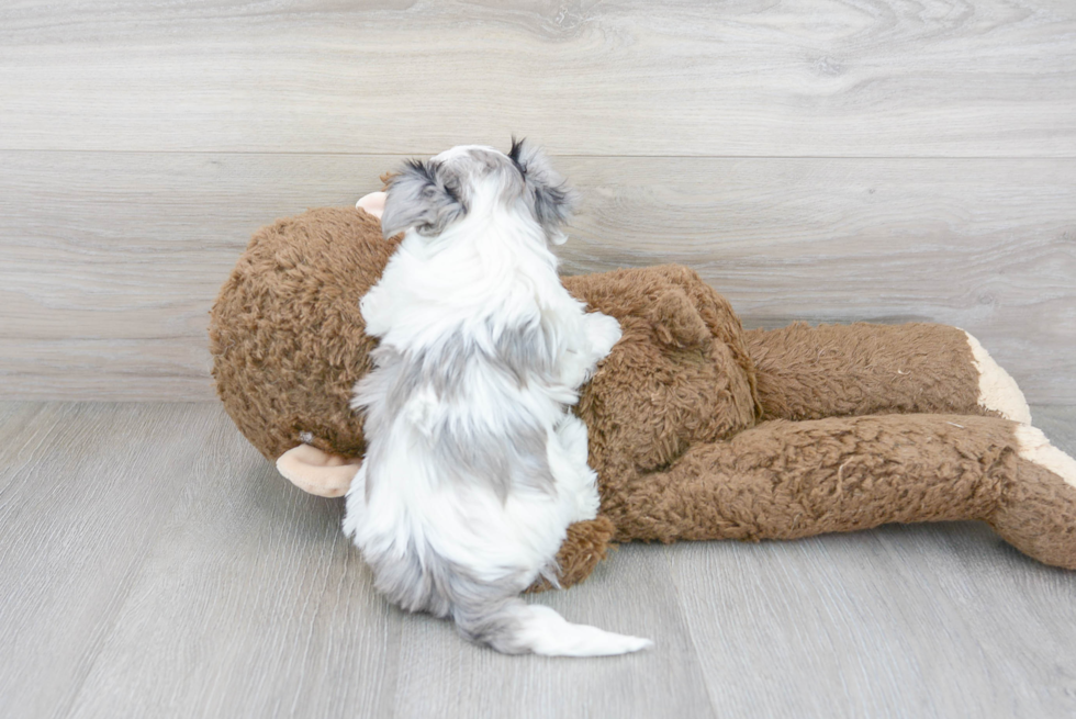 Smart Maltipoo Poodle Mix Pup