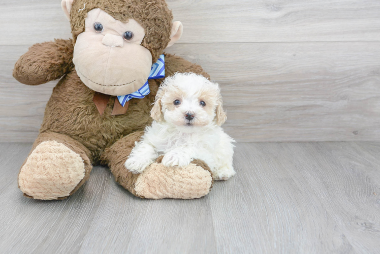 Friendly Maltipoo Baby