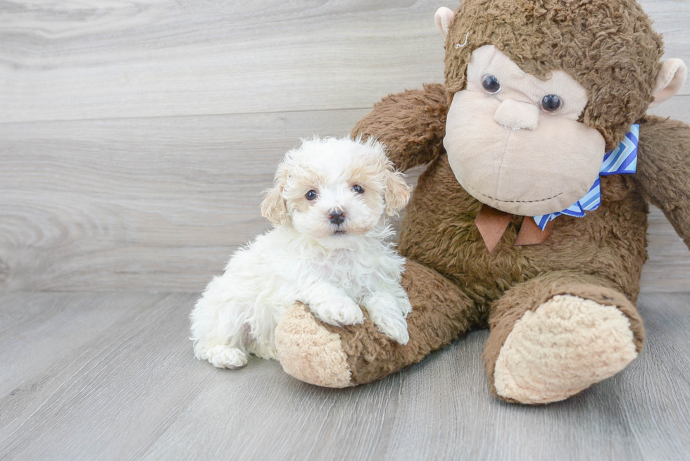 Maltipoo Pup Being Cute