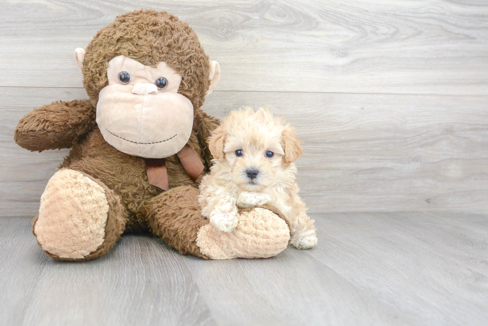 Happy Maltipoo Baby