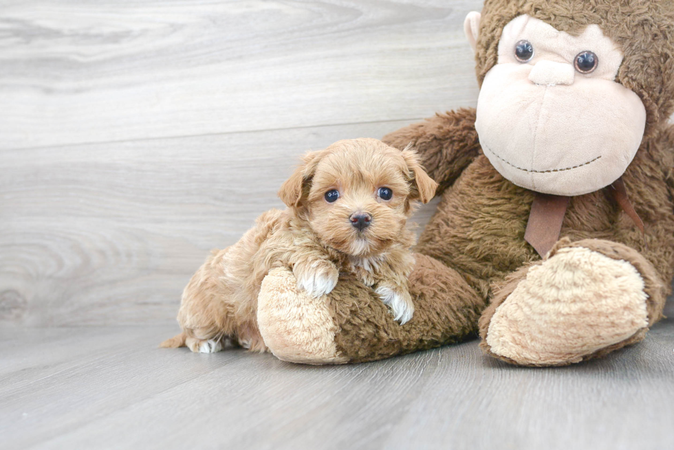 Best Maltipoo Baby