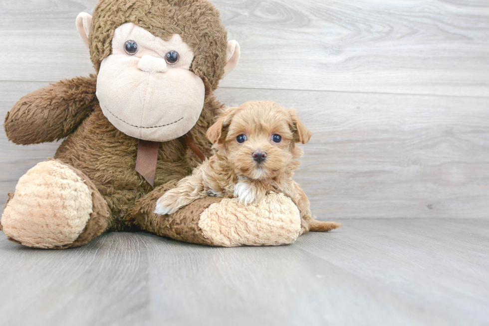 Funny Maltipoo Poodle Mix Pup