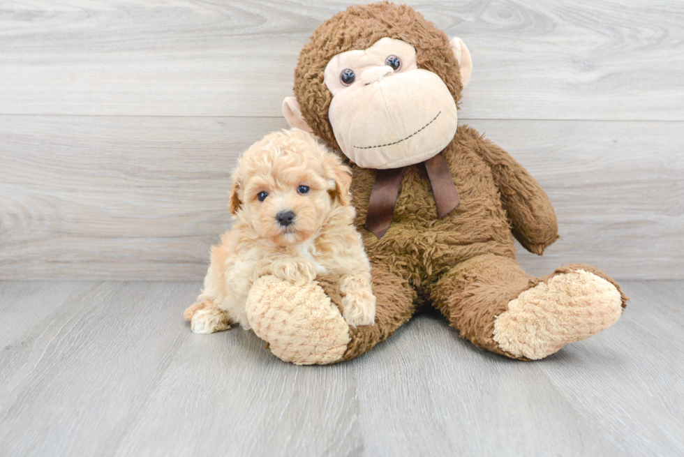 Small Maltipoo Baby