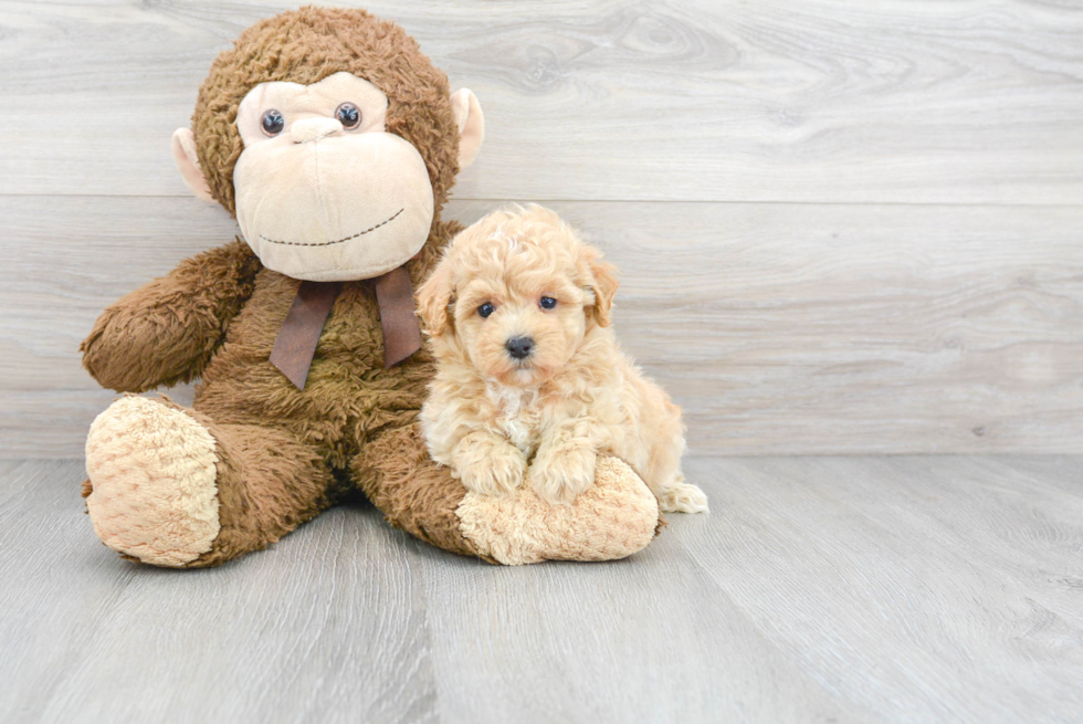 Popular Maltipoo Poodle Mix Pup